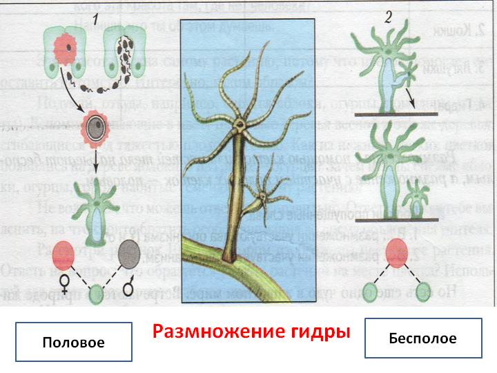 Как зайти на кракен в торе